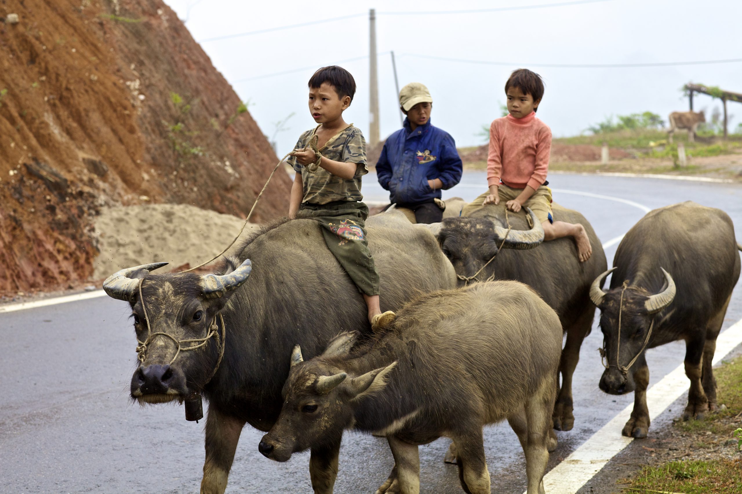 500px-photo-id-6156987-children-herding-water-buffalobac-ha-vietnam