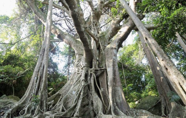 Cây Da, the banyan tree - Travel agency in Vietnam