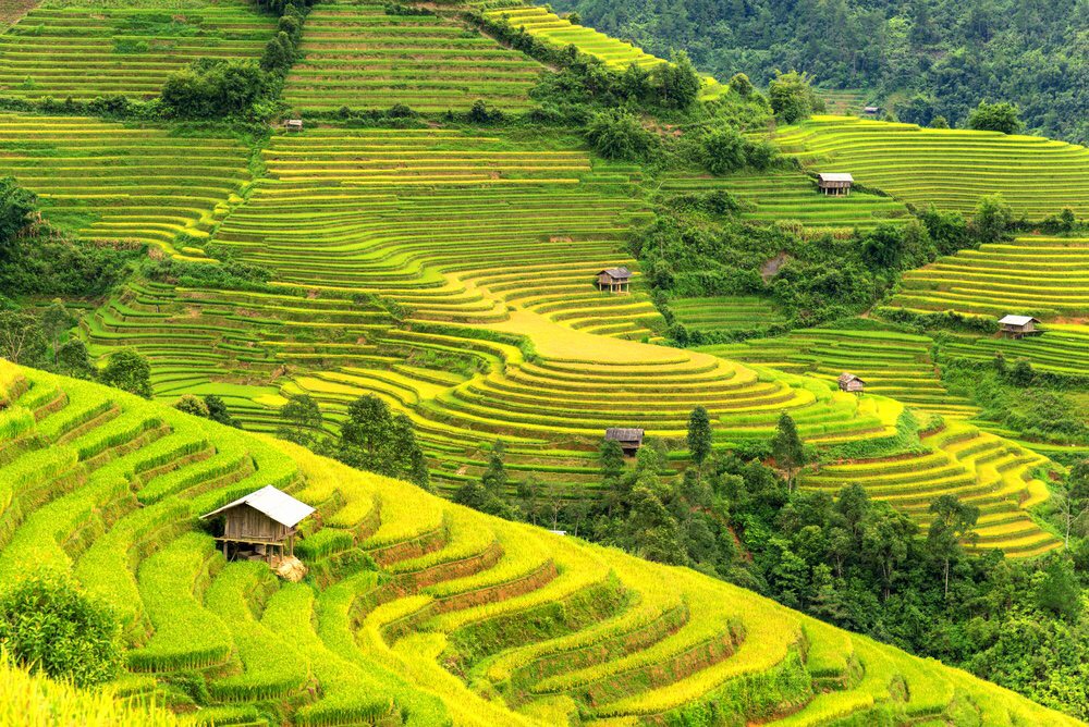 Le riz au Vietnam