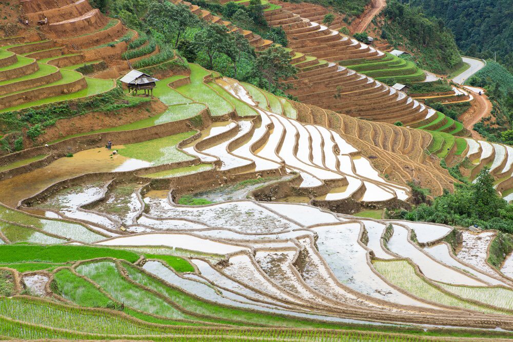 Where and when to see the rice terraces in Vietnam?