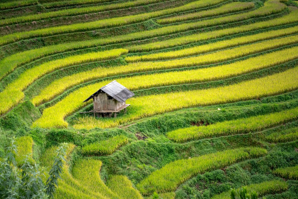 The majestic rice terraces of Mu Cang Chai
